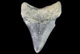 Serrated Megalodon Tooth - Venice, Florida #97677-1
